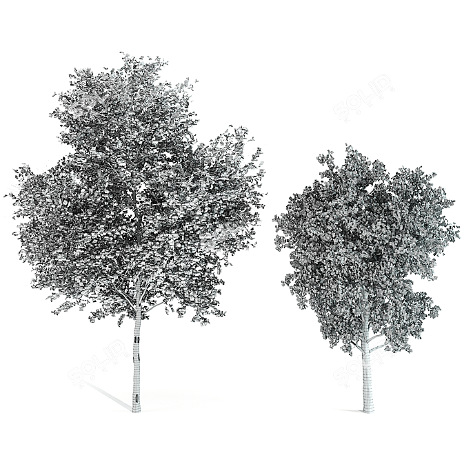 Birch Tree Duo: Timeless Elegance 3D model image 2