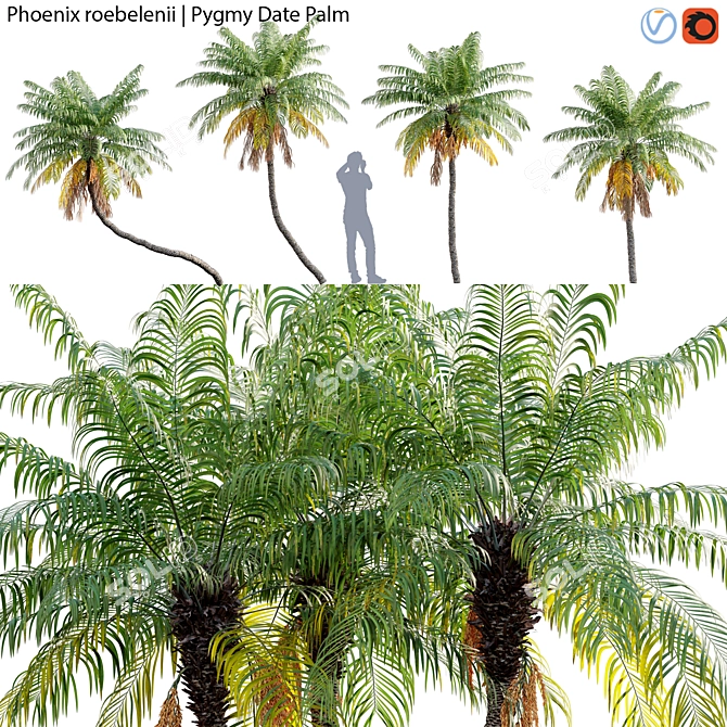 Tropical Palm Tree - 3D Models 3D model image 1