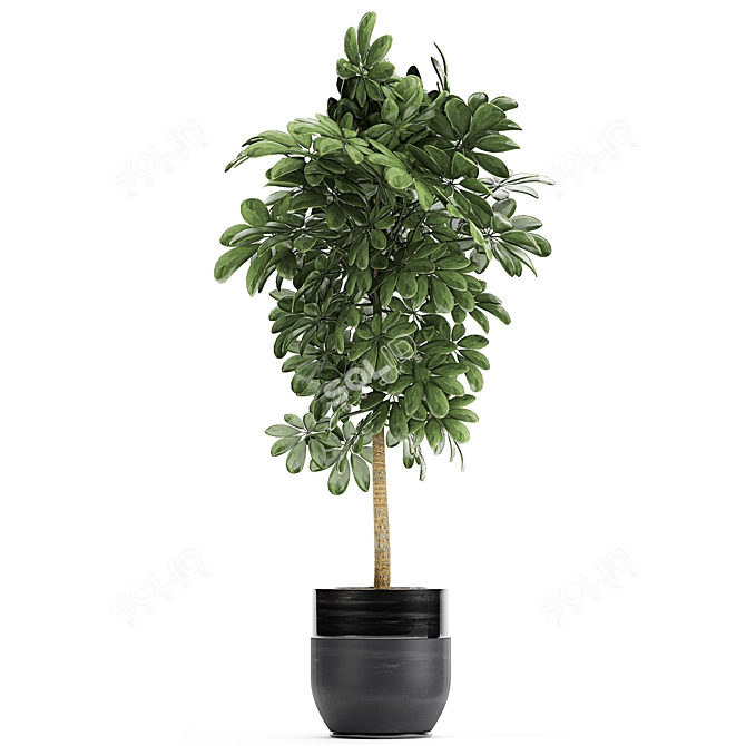 Exotic Tropical Plant Collection 3D model image 2