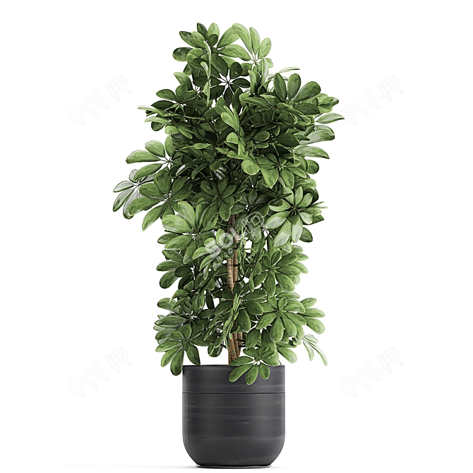 Exotic Tropical Plant Collection 3D model image 3