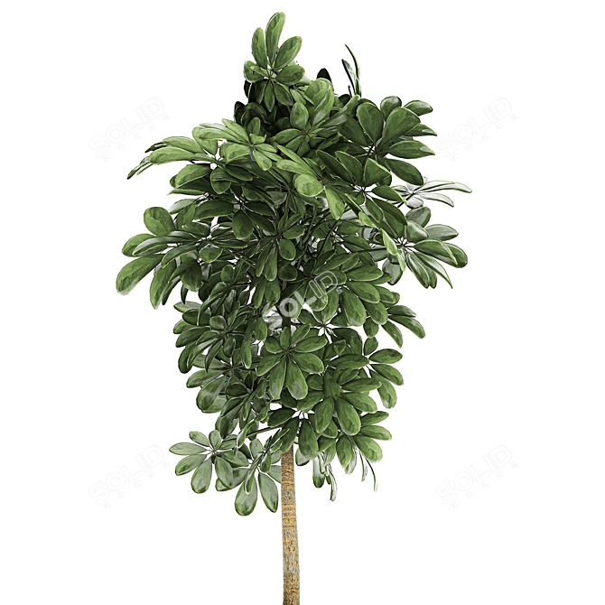 Exotic Tropical Plant Collection 3D model image 4