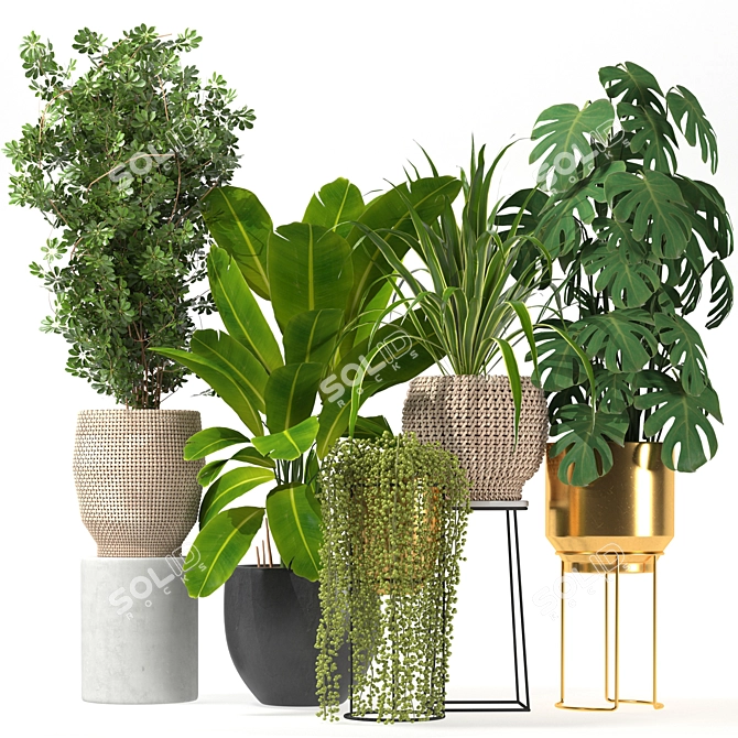 Five Plant Collection: Indoor and Outdoor Ornamental Pots 3D model image 1