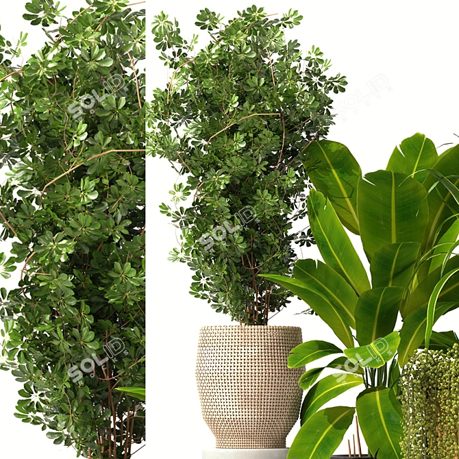 Five Plant Collection: Indoor and Outdoor Ornamental Pots 3D model image 2