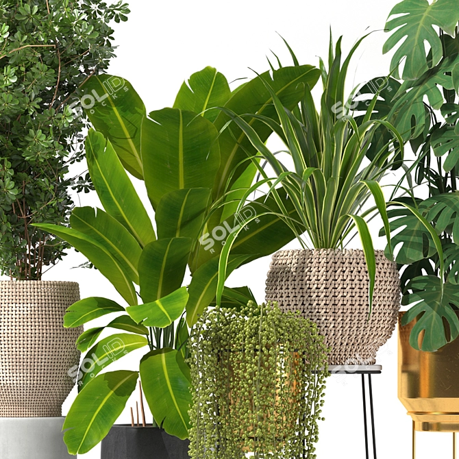 Five Plant Collection: Indoor and Outdoor Ornamental Pots 3D model image 3