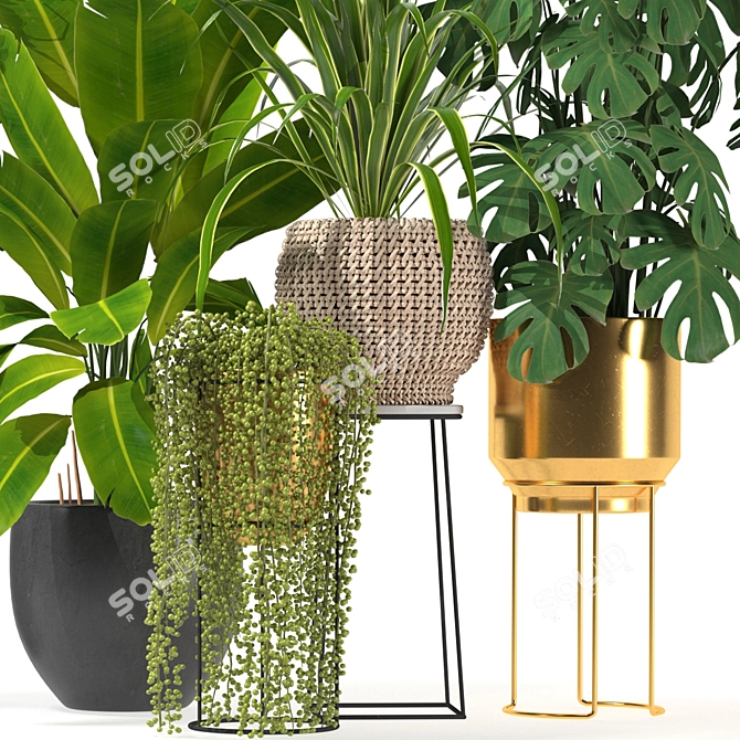 Five Plant Collection: Indoor and Outdoor Ornamental Pots 3D model image 4