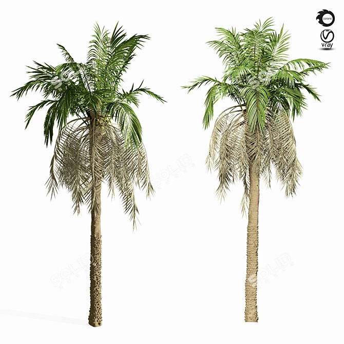 Tropical Paradise Palm Tree 3D model image 3