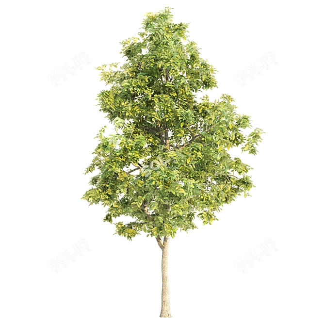 Elm Tree Beauty for All Seasons 3D model image 2