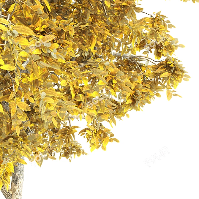 Elm Tree Beauty for All Seasons 3D model image 4