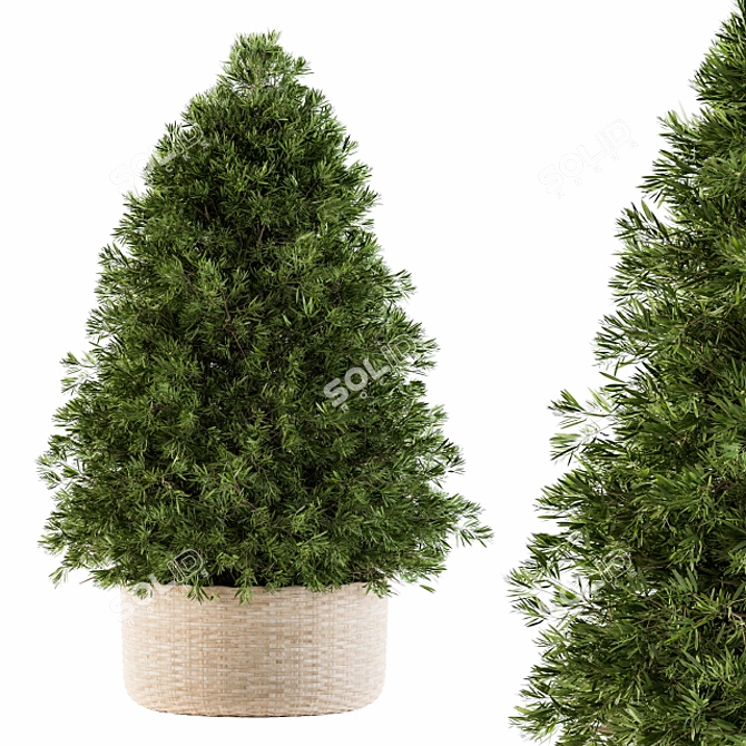 Evergreen Beauty: Indoor Pine Tree 3D model image 1