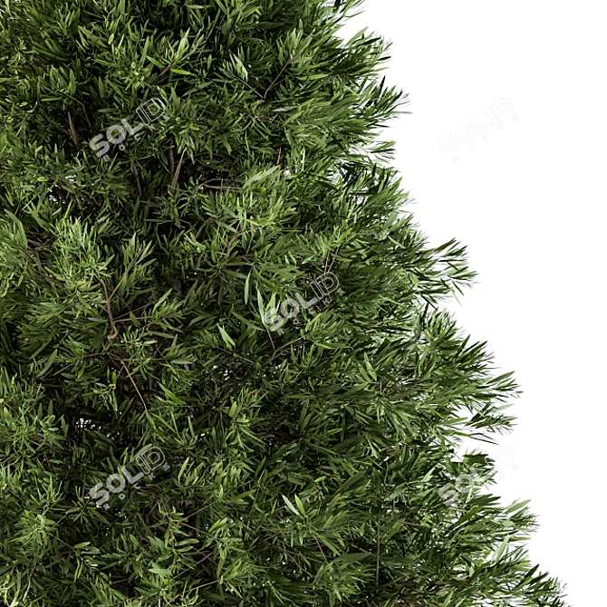 Evergreen Beauty: Indoor Pine Tree 3D model image 2