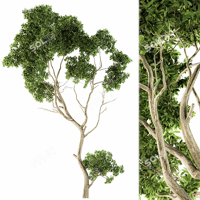 Lush Green Maple Tree Set 3D model image 1