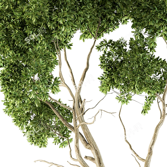 Lush Green Maple Tree Set 3D model image 3