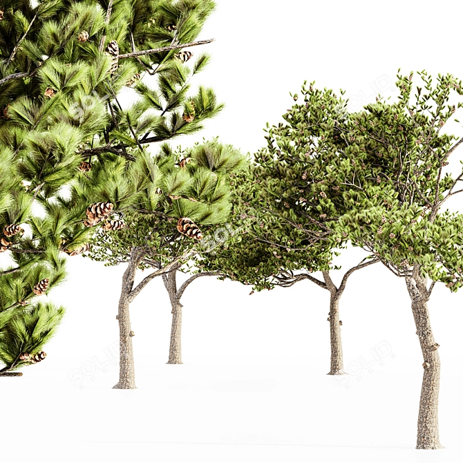 Italian Stone Pine Collection: 5 Majestic Trees 3D model image 2