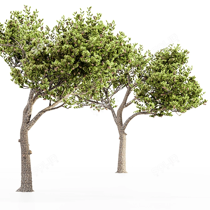 Italian Stone Pine Collection: 5 Majestic Trees 3D model image 4