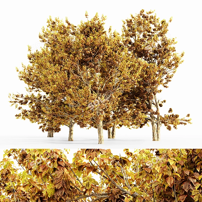 Korean Stewartia Forest: Fall 5-Tree Collection 3D model image 1