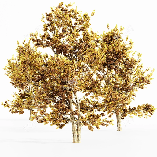 Korean Stewartia Forest: Fall 5-Tree Collection 3D model image 4