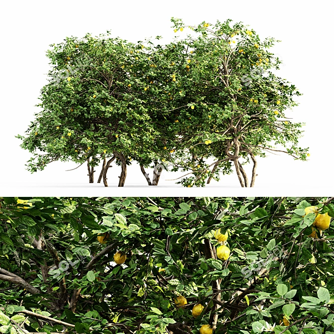 Tall and Lush Lemon Tree - Set of 5 3D model image 1