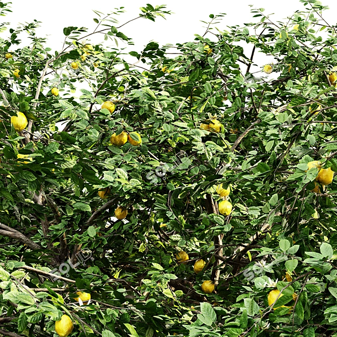 Tall and Lush Lemon Tree - Set of 5 3D model image 2