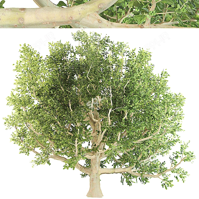 Majestic Chestnut Tree 3D model image 3