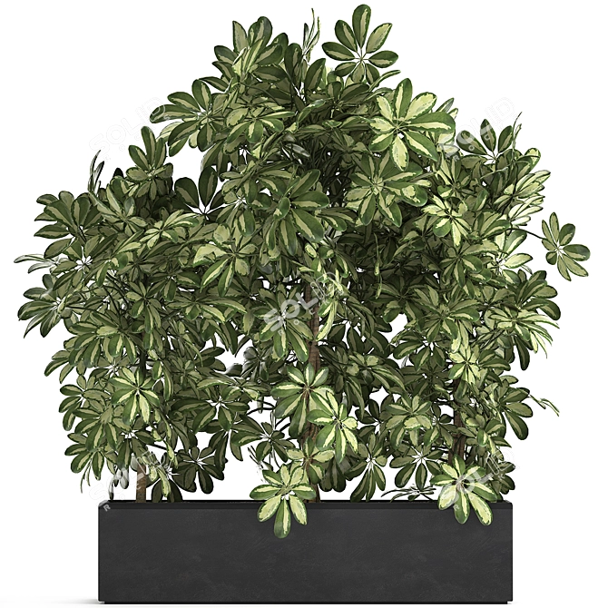 Tropical Schefflera Collection in Black Pots 3D model image 1