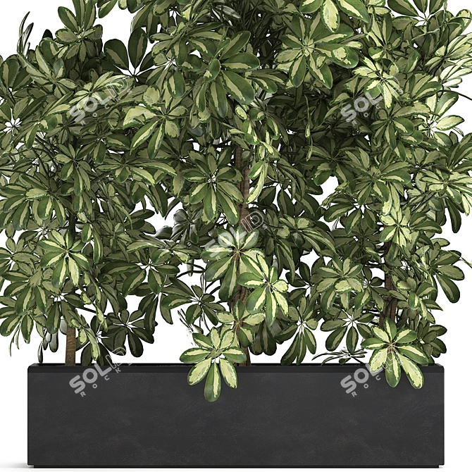 Tropical Schefflera Collection in Black Pots 3D model image 3