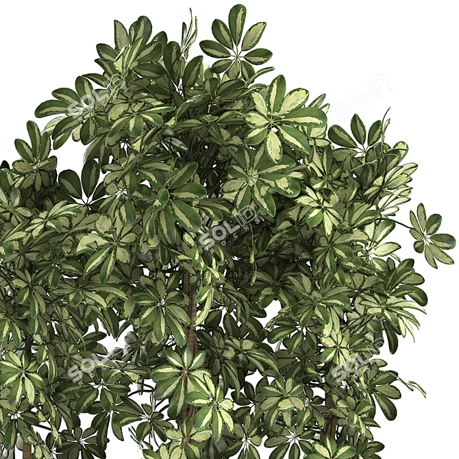 Tropical Schefflera Collection in Black Pots 3D model image 4