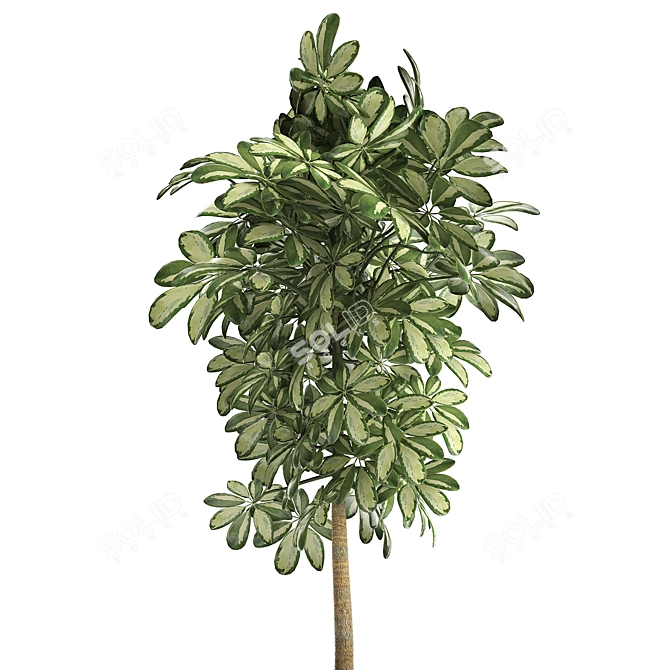 Exotic Tropical Plant Collection 3D model image 4
