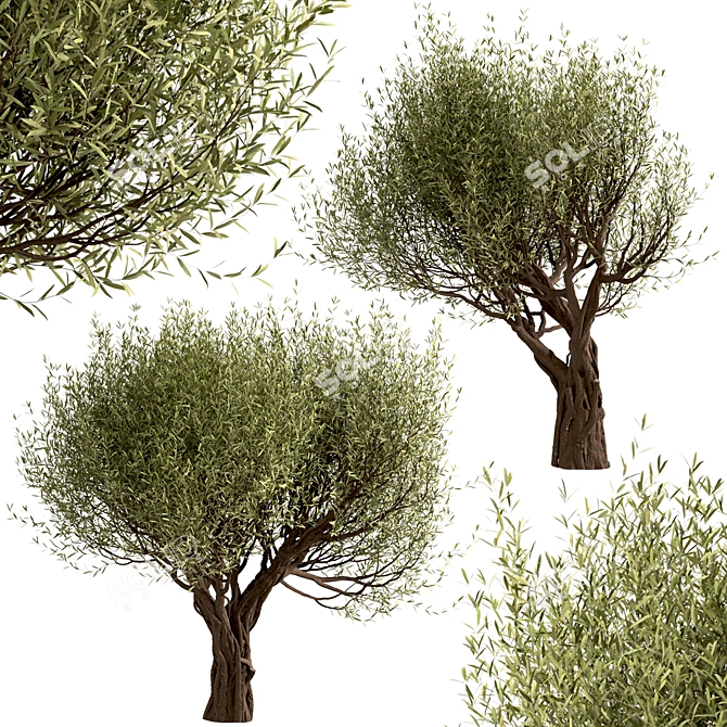 Mediterranean Beauty: Set of 2 Olive Trees 3D model image 3