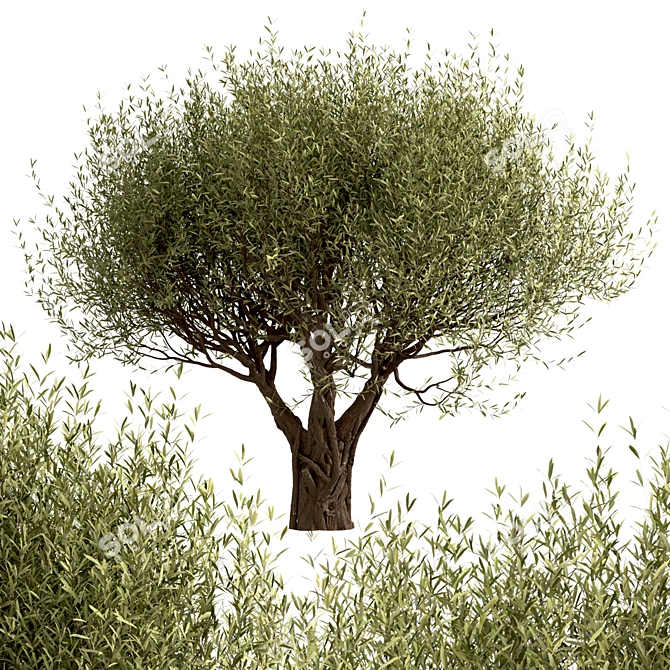 Mediterranean Beauty: Set of 2 Olive Trees 3D model image 5