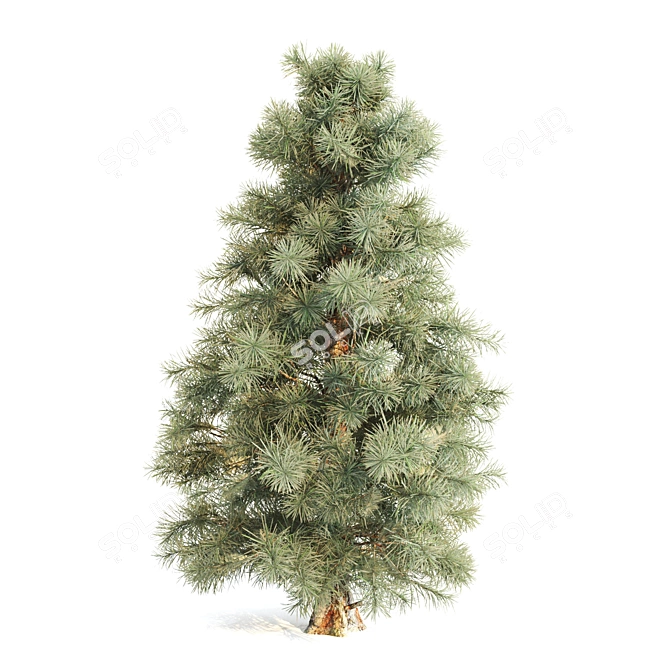 Pine Polygons Set 3D model image 3