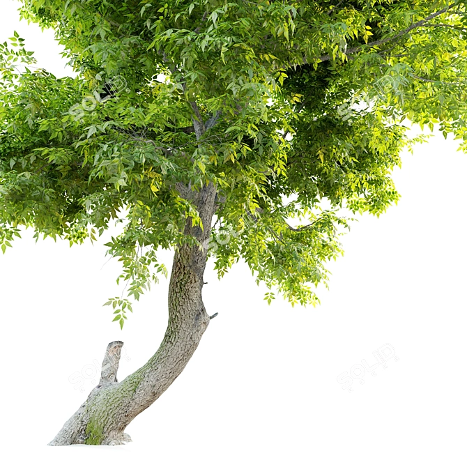 Seedless Green Ash Tree - Fraxinus Pennsylvanica 3D model image 2