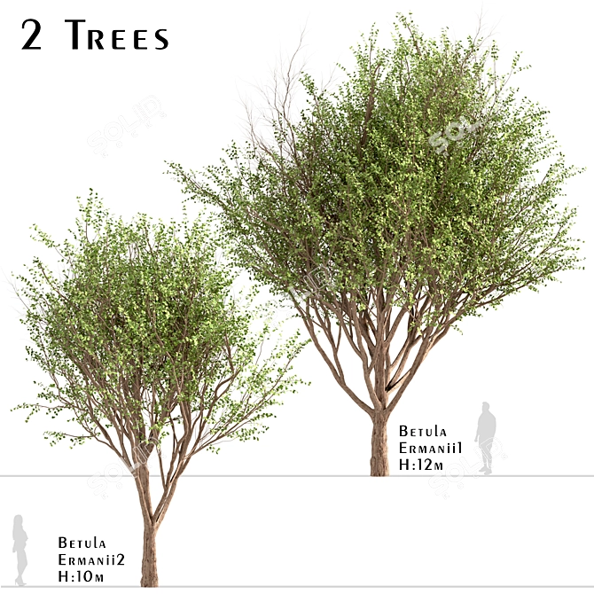 Erman's Birch Set: 2 Beautiful Betula Ermanii Trees 3D model image 1