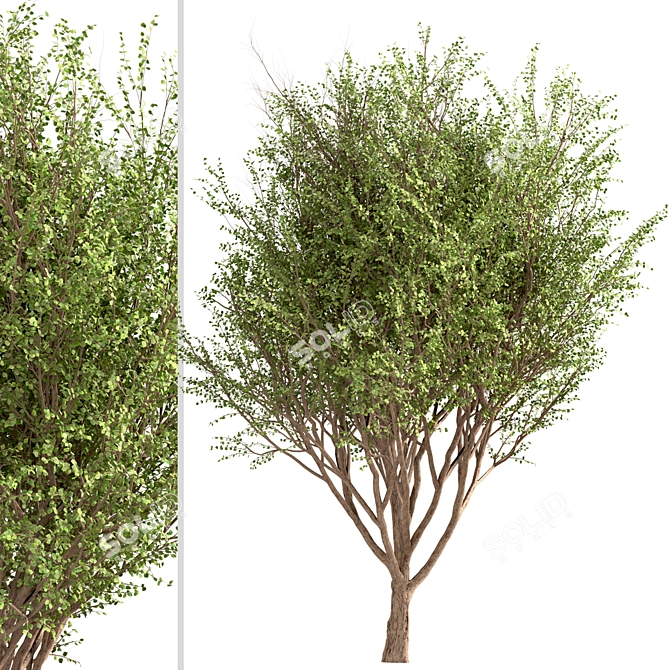 Erman's Birch Set: 2 Beautiful Betula Ermanii Trees 3D model image 2