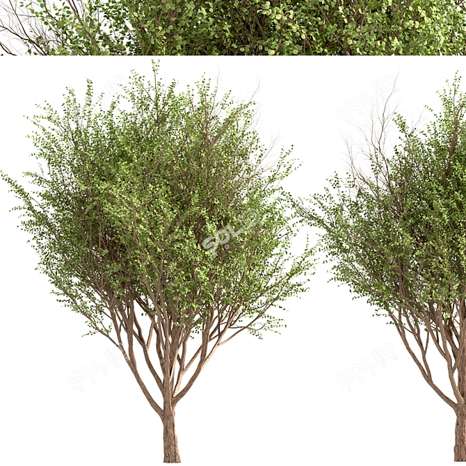 Erman's Birch Set: 2 Beautiful Betula Ermanii Trees 3D model image 4