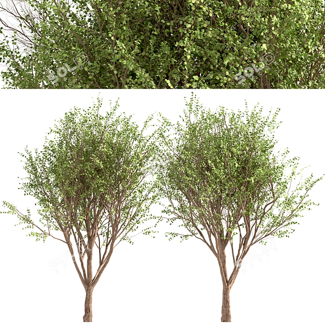 Erman's Birch Set: 2 Beautiful Betula Ermanii Trees 3D model image 6