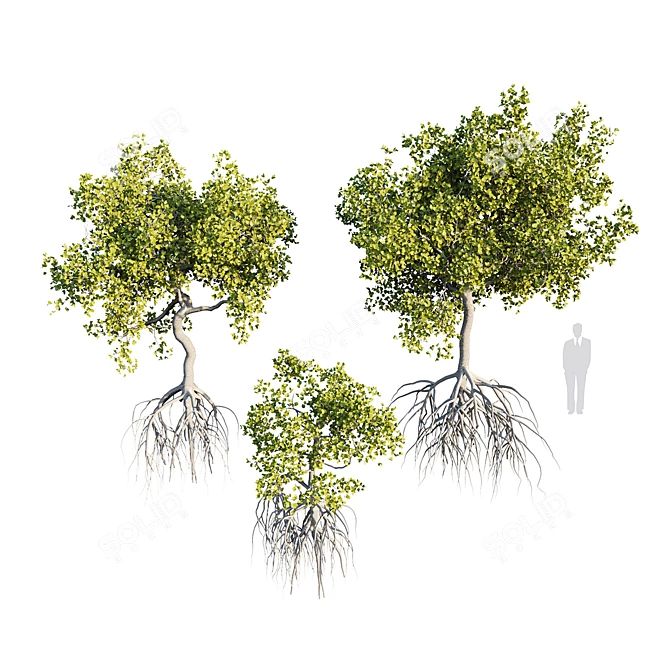 Mangrove Variations: Lifelike Trees 3D model image 1