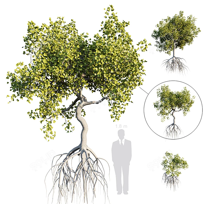 Mangrove Variations: Lifelike Trees 3D model image 4