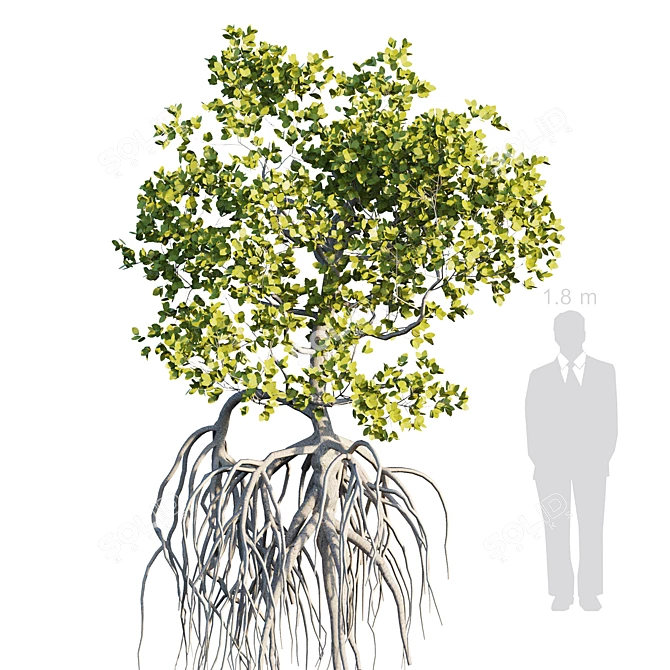 Mangrove Variations: Lifelike Trees 3D model image 6