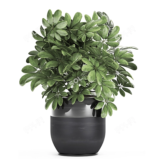Exotic Schefflera Plant Collection 3D model image 3