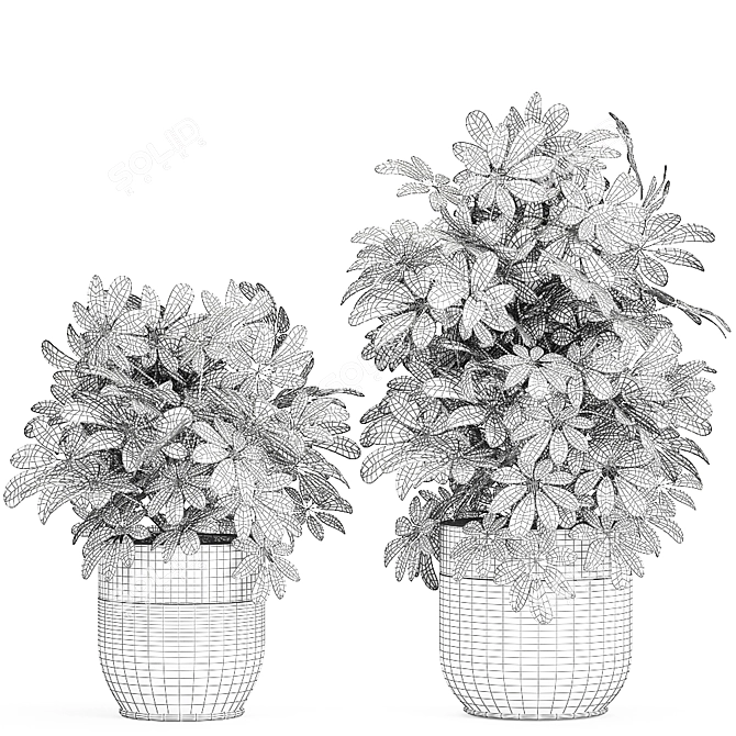 Exotic Schefflera Plant Collection 3D model image 5