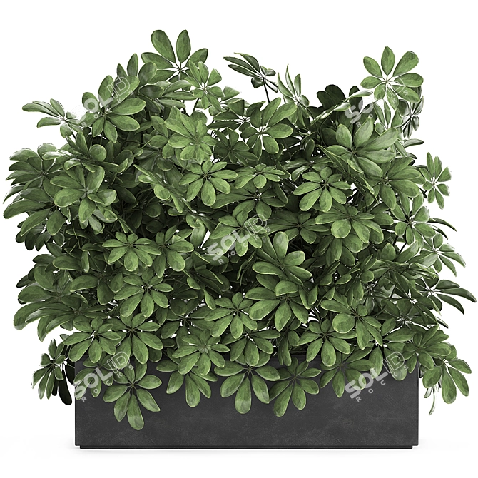 Exotic Tropical Schefflera Plant Collection 3D model image 1