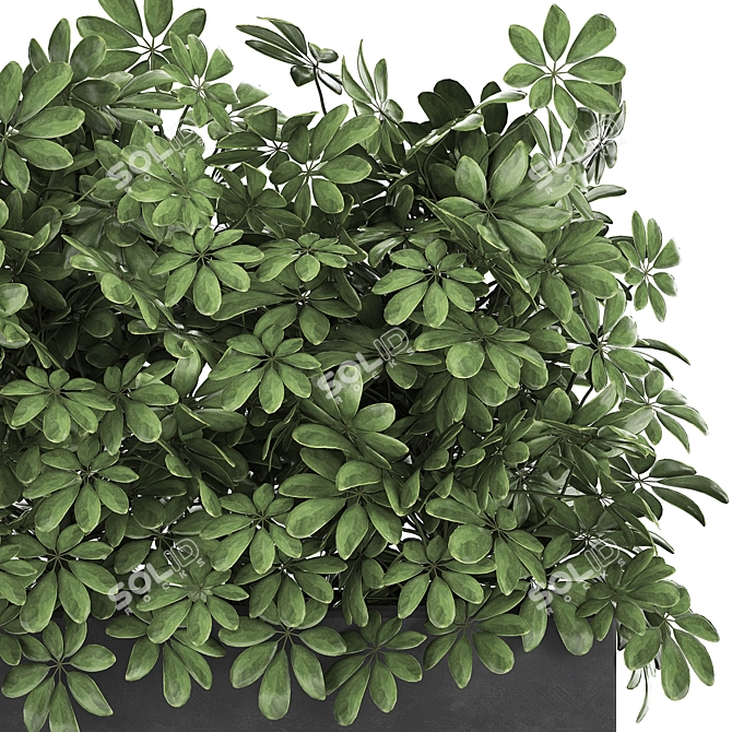 Exotic Tropical Schefflera Plant Collection 3D model image 2