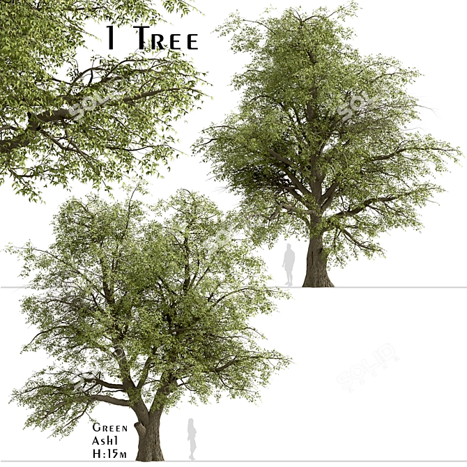 Fast-Growing Green Ash Tree 3D model image 1