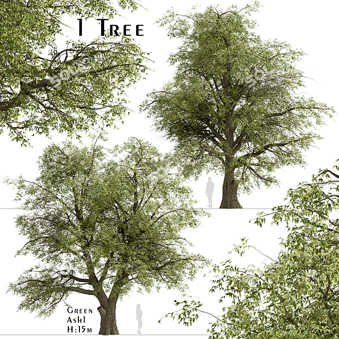 Fast-Growing Green Ash Tree 3D model image 2