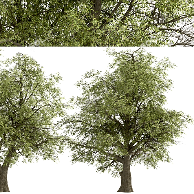 Fast-Growing Green Ash Tree 3D model image 3