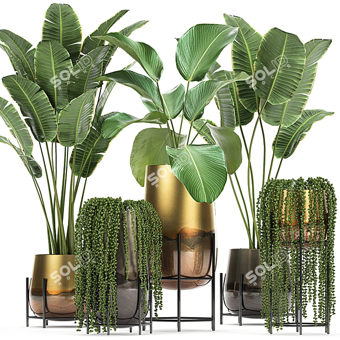 Exotic Plant Collection: Cigar Plant, Ravenala, Strelitzia 3D model image 1