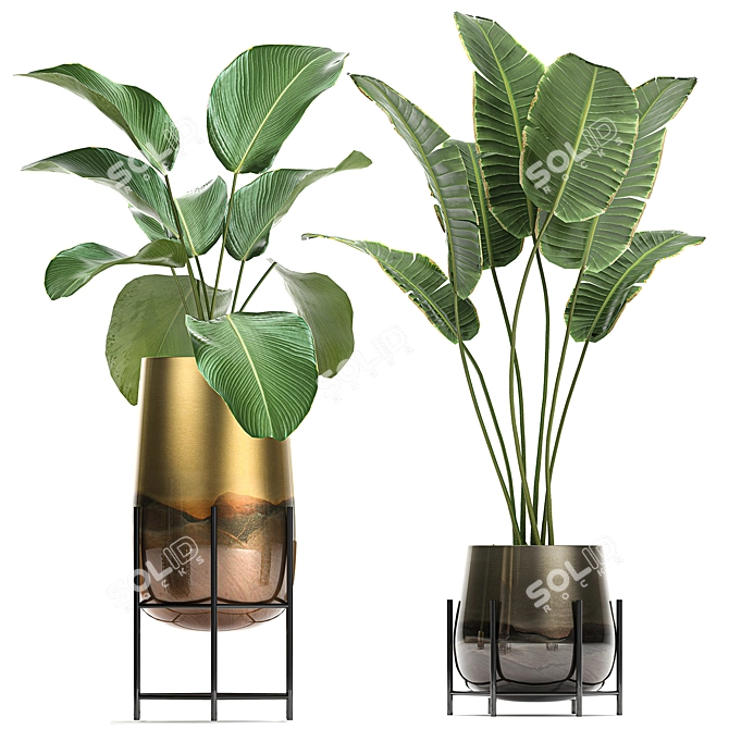 Exotic Plant Collection: Cigar Plant, Ravenala, Strelitzia 3D model image 4