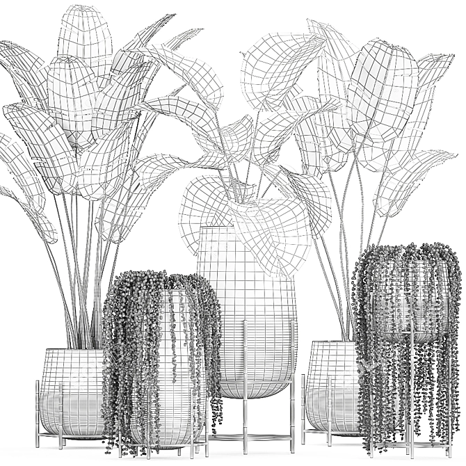 Exotic Plant Collection: Cigar Plant, Ravenala, Strelitzia 3D model image 5