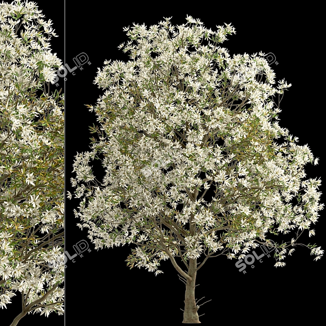 Royal Star Magnolia Trees: Beautiful Blossoms (2 Trees) 3D model image 3