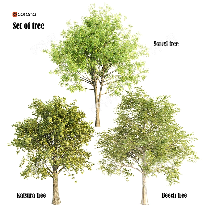  Evergreen Trio: 10m Sorrel, 8.4m Katsura & 9.3m Beech Trees 3D model image 1